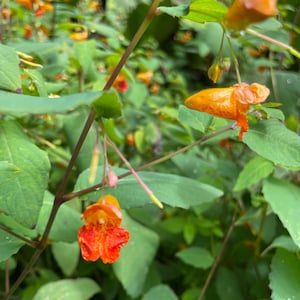 Impatiens capensis | Jewelweed | 10 Seeds