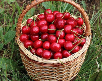 Prunus avium | Wild or Sweet Cherry | 10 Seeds