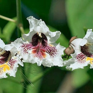 Catalpa bignonioides | Cigar or Fish-Bait Tree | Southern Catalpa | 10 Seeds