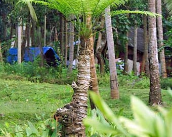 Phoenix pusilla | Ceylon Date Palm | 10 Seeds
