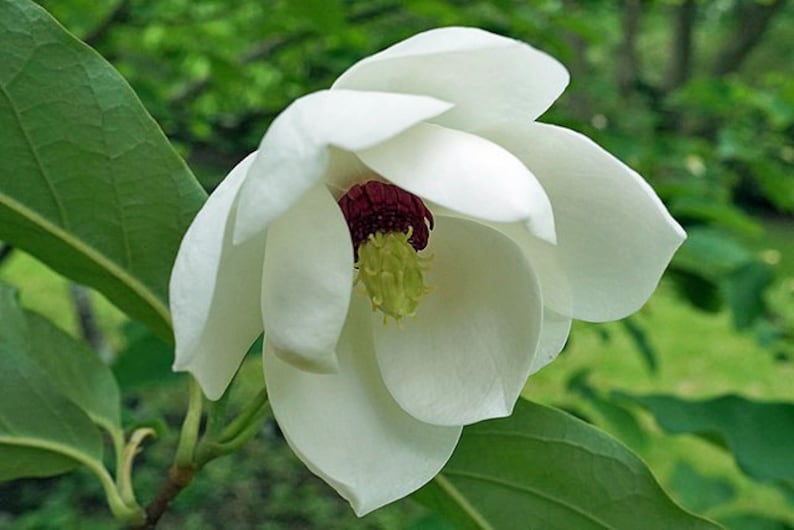 PlantFlowerSeeds Magnolia sieboldii - Thumbnail 3