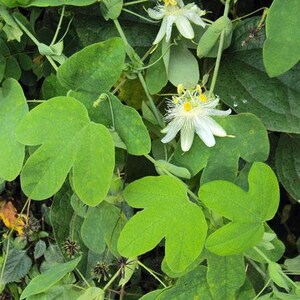 Passiflora subpeltata White Passionflower 5 Seeds image 3