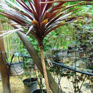 Cordyline australis Purpurea Red Cabbage Tree 10 Seeds image 3