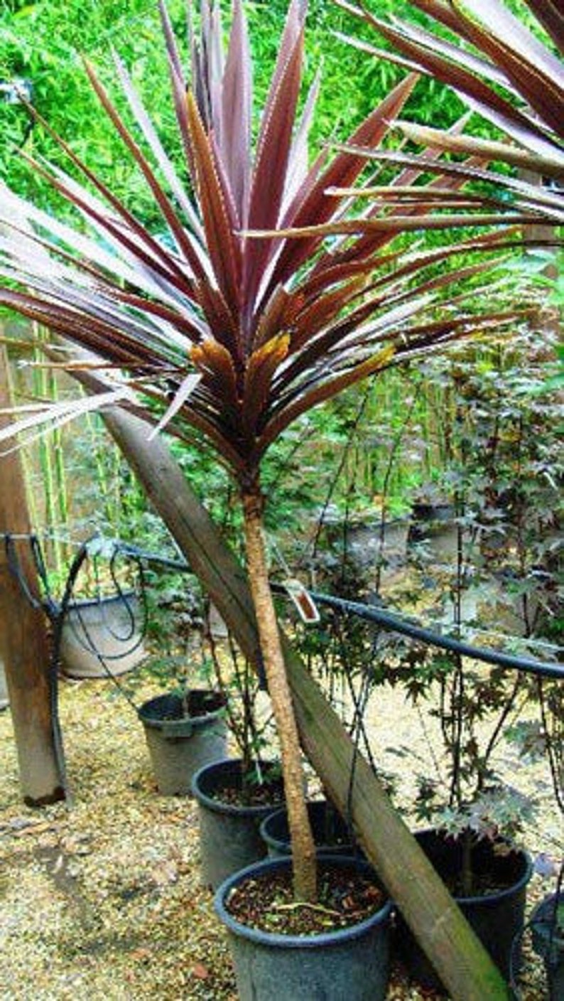 Cordyline australis Purpurea Red Cabbage Tree 10 Seeds image 3