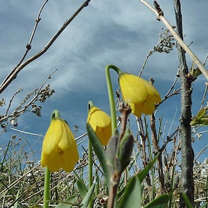 Fritillaria pudica | Yellow Fritillary | Yellow Mission Bells | 10 Seeds