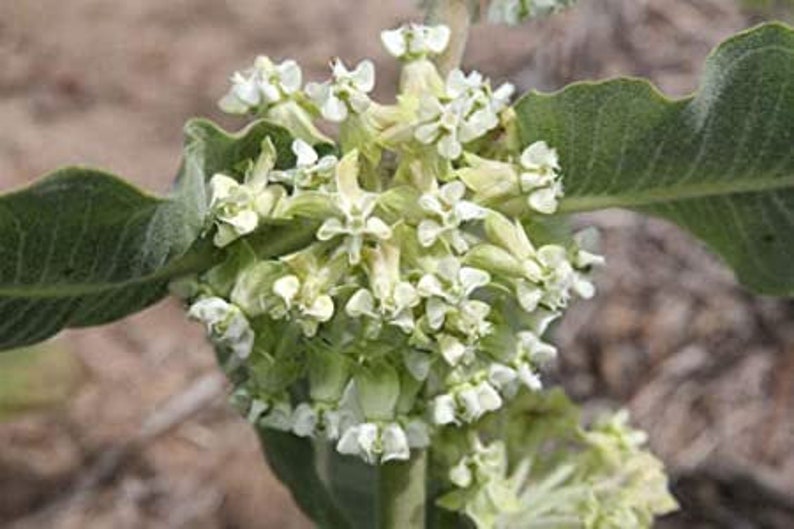 Asclepias arenaria l Western Sand Milkweed l 10 Seeds image 1