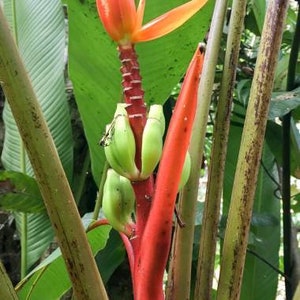 Musa aurantiaca Dwarf Orange Banana 5 Seeds image 2