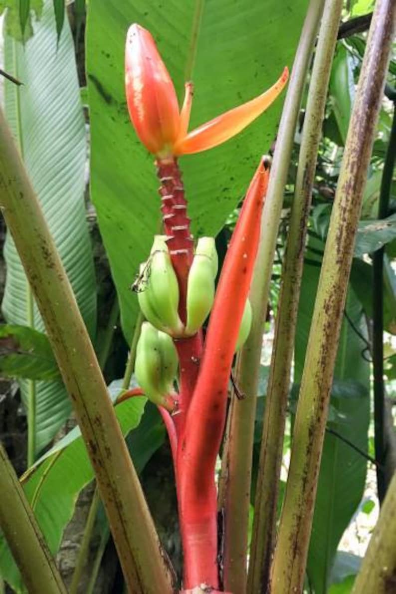 Musa aurantiaca Dwarf Orange Banana 5 Seeds image 2