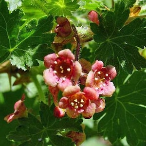 Ribes montigenum | Mountain Gooseberry | Red Prickly Gooseberry | 10 Seeds