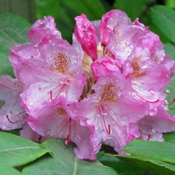 Rhododendron macrophyllum | Coast Rhododendron |  California Rose-Bay | 25 Seeds