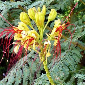 Caesalpinia gilliesii | Desert Bird of Paradise | 5 Seeds