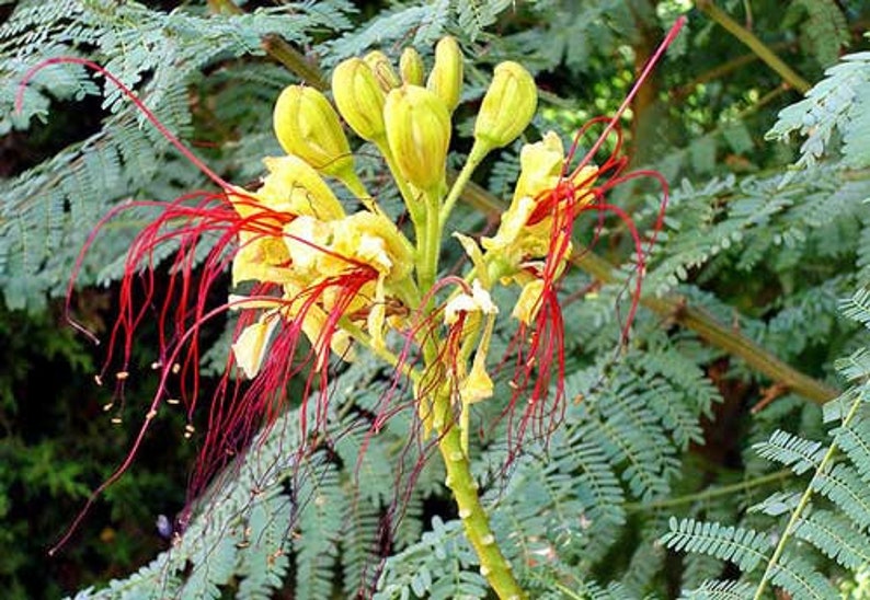 Caesalpinia gilliesii  Desert Bird of Paradise