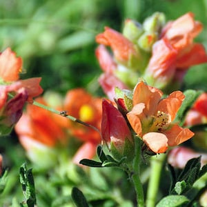 Sphaeralcea coccinea | Scarlet Globemallow | Copper Mallow | 10 Seeds
