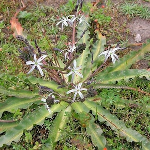 Chlorogalum pomeridianum | Wavyleaf Soap Plant | Amole Lily | 5 Seeds