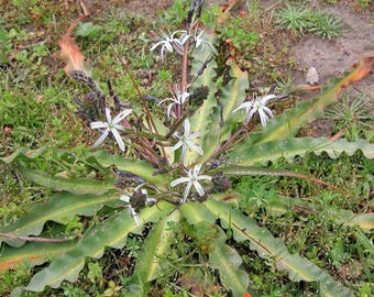 Chlorogalum pomeridianum | Wavyleaf Soap Plant | Amole Lily | 5 Seeds