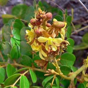 Caesalpinia bonduc Gray Nicker 5 Seeds image 1