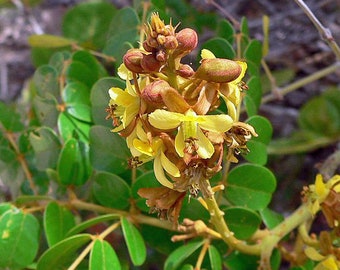 Caesalpinia bonduc | Gray Nicker | 5 Seeds