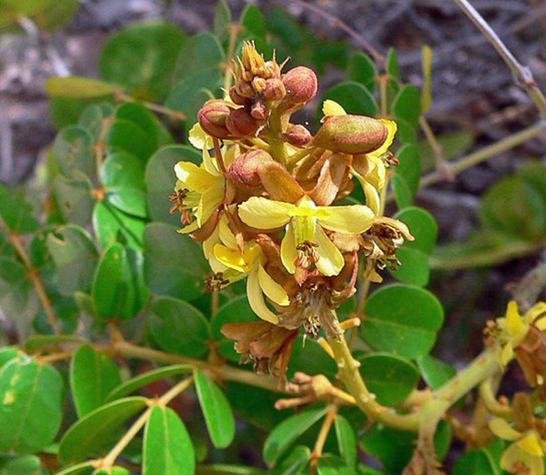 Caesalpinia bonduc Gray Nicker 5 Seeds image 1