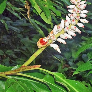 Alpinia malaccensis Ornamental or Malacca Ginger 5 Seeds image 6