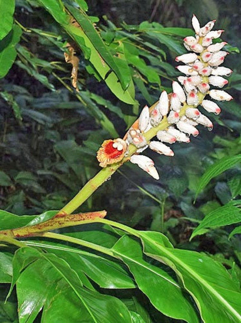 Alpinia malaccensis Ornamental or Malacca Ginger 5 Seeds image 6