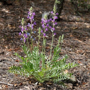 Oxytropis lambertii Purple Locoweed Lamberts Crazyweed 10 Seeds image 3