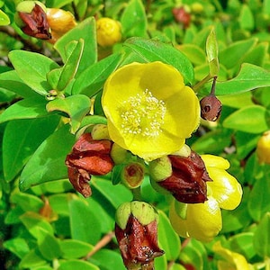 Hypericum uralum | St. Johns Wort | 50 Seeds