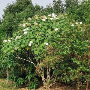 Hibiscus mutabilis Double Cotton Rose 100 Seeds image 8