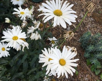 Nipponanthemum nipponicum | Montauk or Nippon Daisy | 50 Seeds