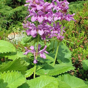 Stachys macrantha | Big Betony | 20 Seeds
