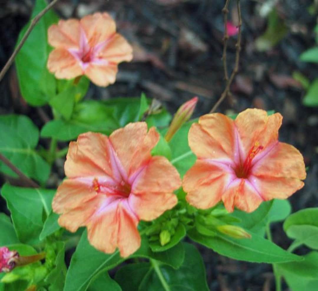 Mirabilis Jalapa | Salmon Four O Clock | 5 Seeds - Etsy