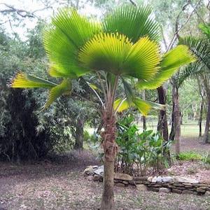 Pritchardia pacifica | Fiji Fan Palm | 10 Seeds
