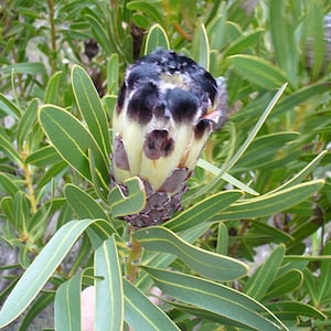 Protea lepidocarpodendron | Tree Pincushion | 10 Seeds