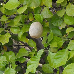 Gardenia thunbergia Thunbergs or White Gardenia 5 Seeds image 6