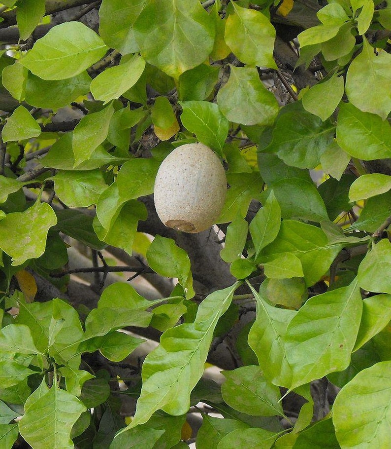 Gardenia thunbergia Thunbergs or White Gardenia 5 Seeds image 6