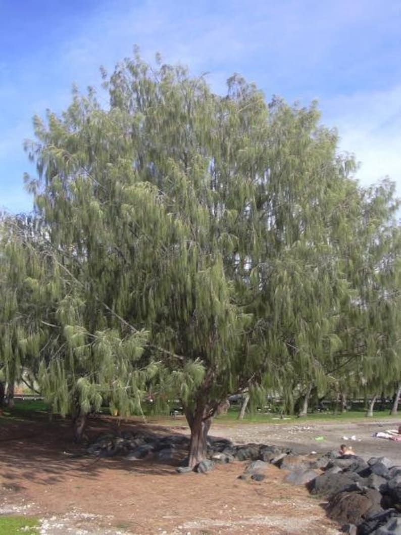 Casuarina equisetifolia subsp. incana Horsetail Casuarina 25 Seeds image 1