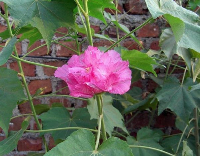 Hibiscus mutabilis Double Cotton Rose 100 Seeds image 4