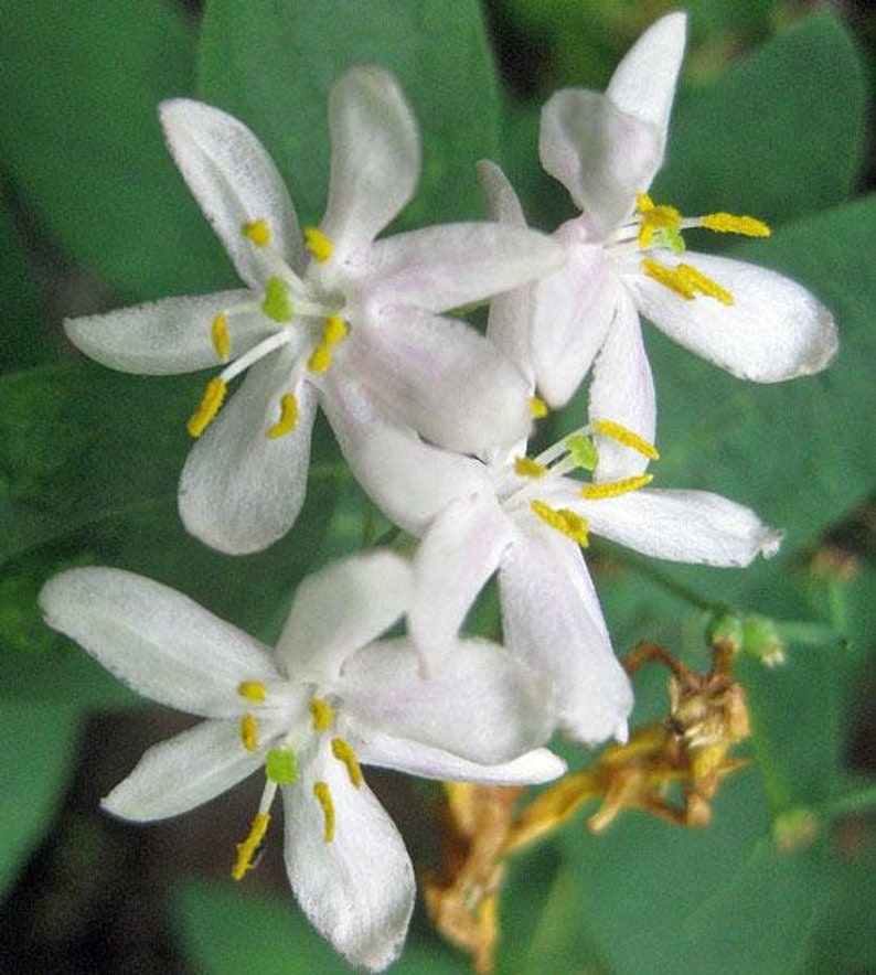 Lonicera xylosteum Dwarf or Fly Honeysuckle 25 Seeds image 1