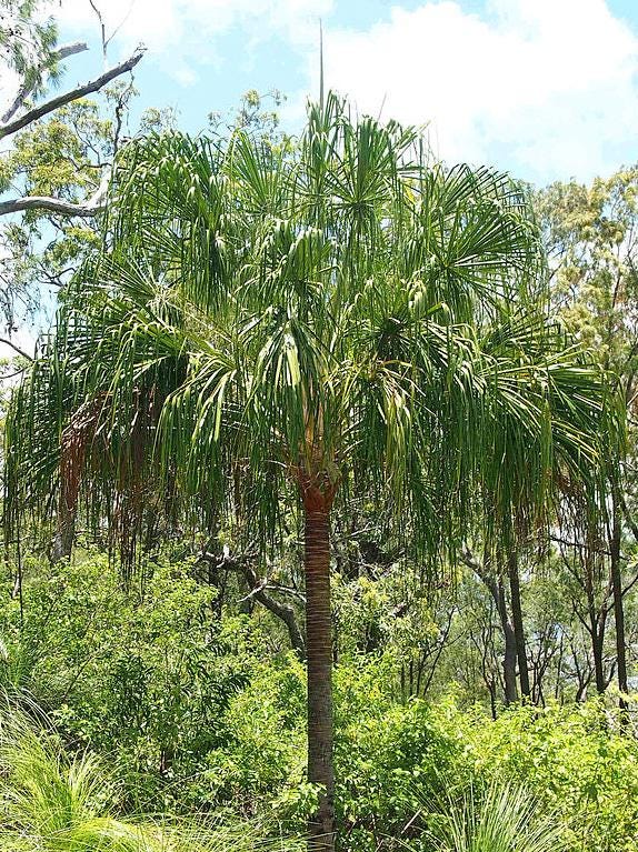Livistona decora | Weeping Cabbage Palm | 5 Seeds