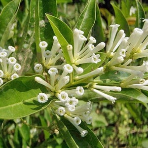 Cestrum diurnum China Berry White Chocolate Cestrum 5 Seeds image 6