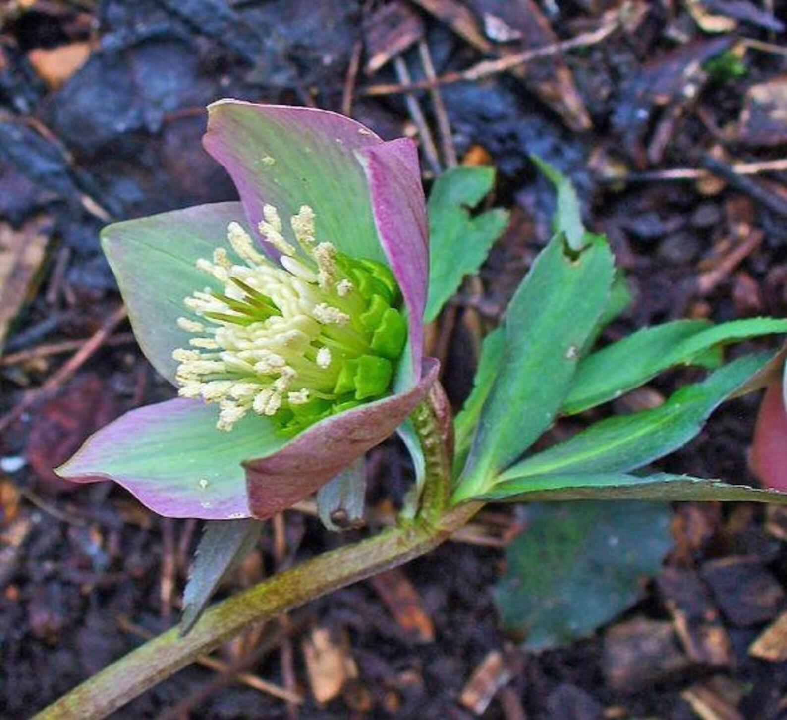 Морозник кавказский цветок. Морозник кавказский фармакогнозия. Морозник пикоти. Морозник абхазский (helleborus abchasicus. Морозник кардинал.