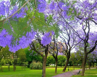 Jacaranda mimosifolia | Black Poui | Blue Jacaranda | 50 Seeds