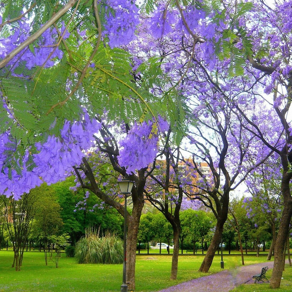 Jacaranda mimosifolia | Black Poui | Blue Jacaranda | 50 Seeds