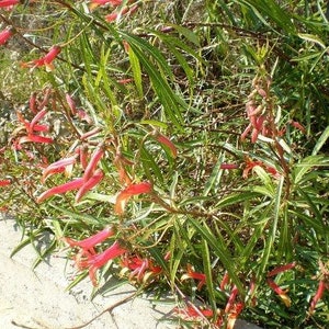 Lobelia laxiflora subsp. angustifolia Hardy or Mexican Lobelia 50 Seeds image 5