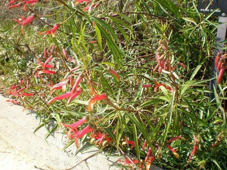 Lobelia laxiflora subsp. angustifolia Hardy or Mexican Lobelia 50 Seeds image 5