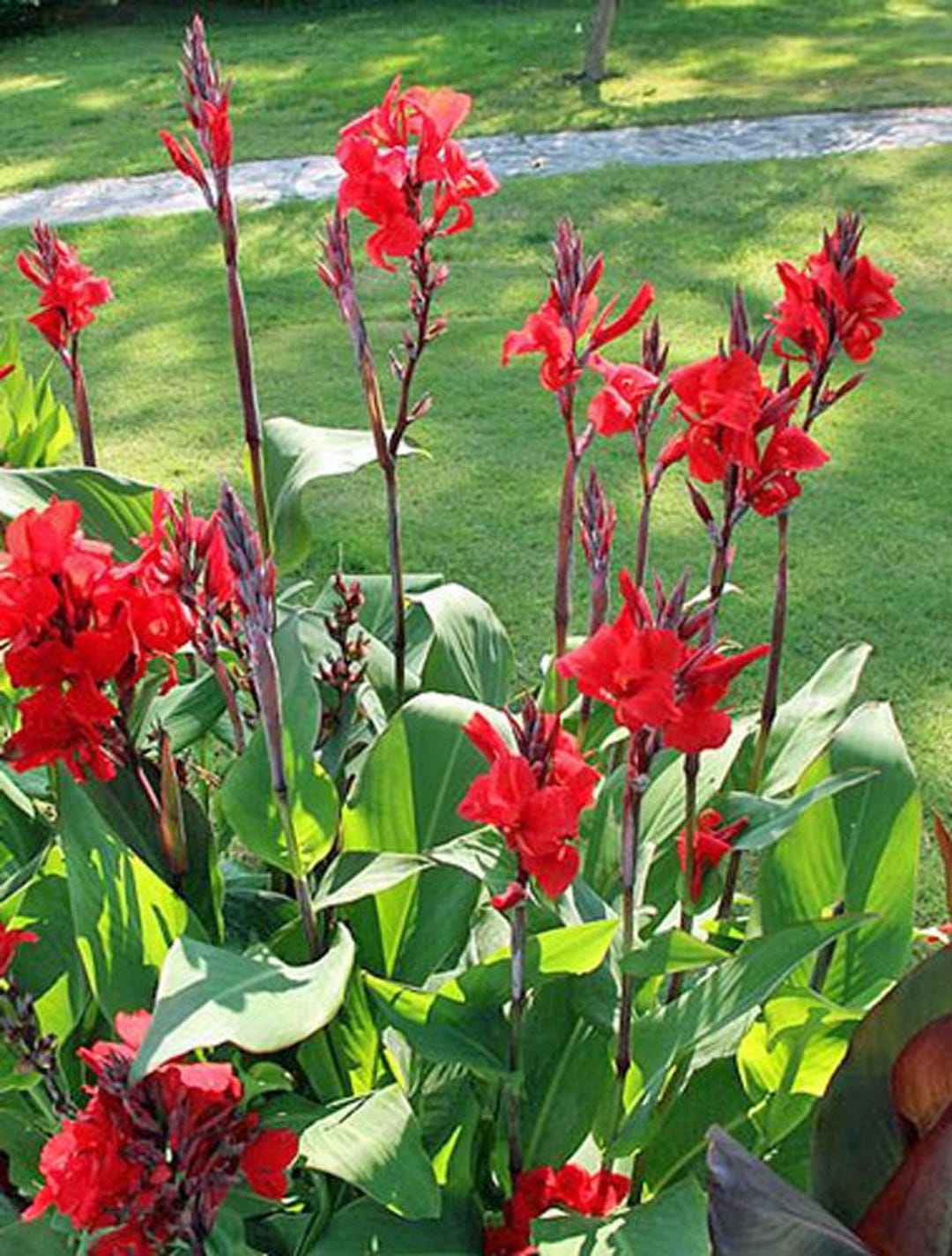 Canna Paniculata | Canna Lily | 5 Seeds - Etsy