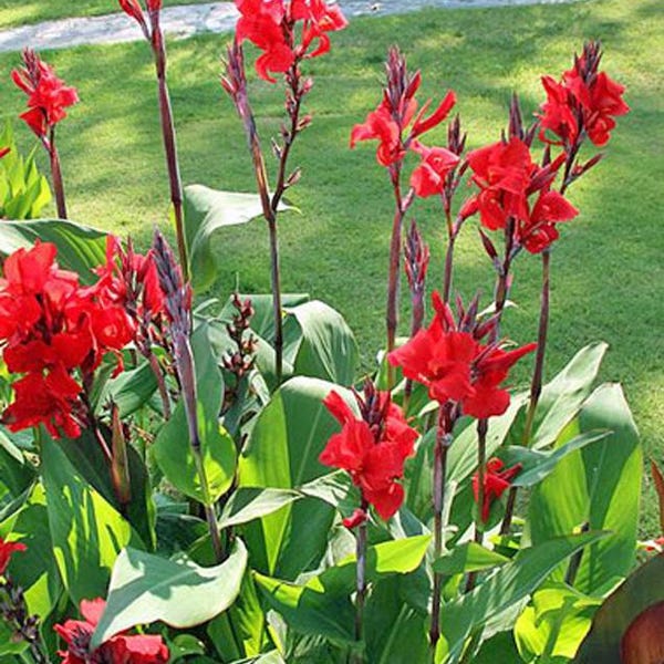 Canna paniculata | Canna Lily | 5 Seeds