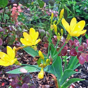 Iris domestica | Hello Yellow | Blackberry Lily | 10 Seeds