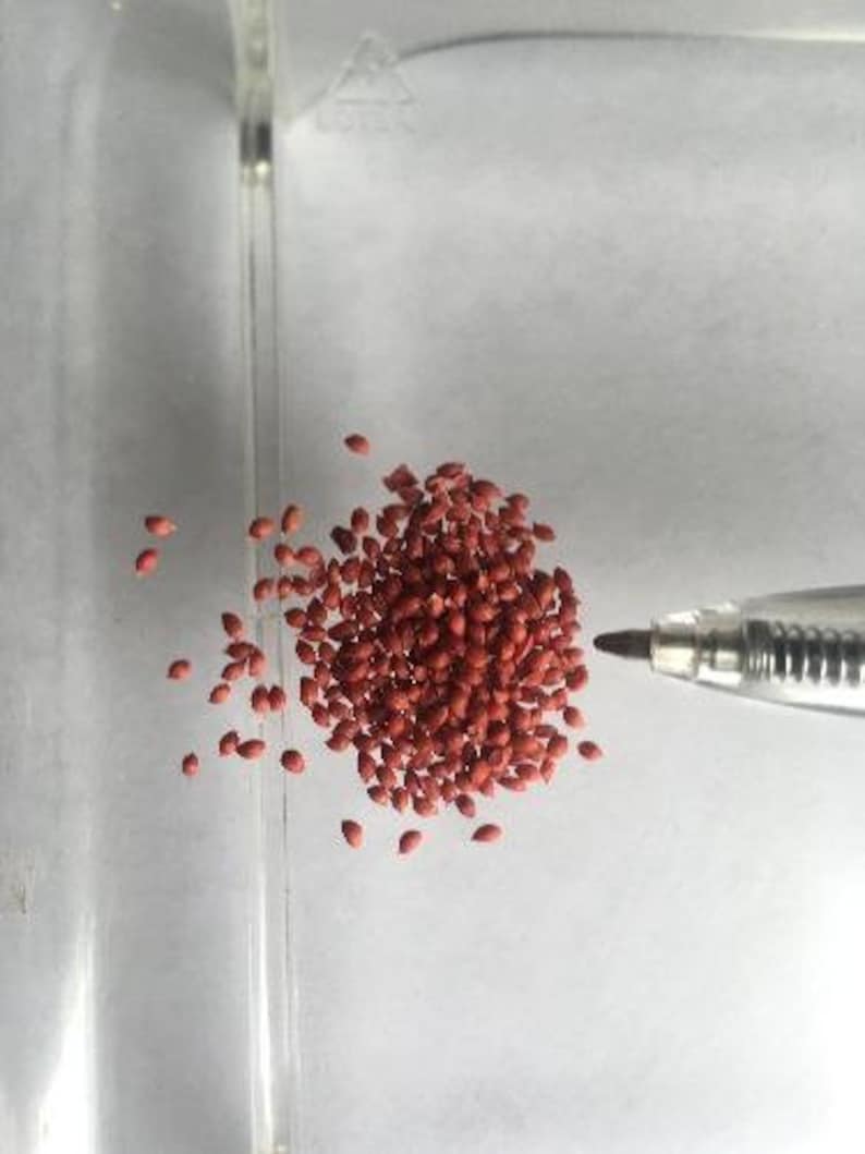 Viburnum trilobum | American Cranberrybush | Crampbark Tree | 20 Seeds - Thumbnail 3