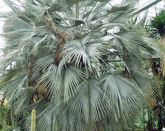 Brahea Armata | Blue Hesper Palm | Gray Goddess | 5 Seeds - Etsy