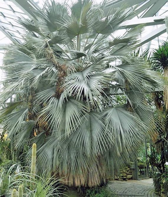Brahea Armata | Blue Hesper Palm | Gray Goddess | 5 Seeds - Etsy